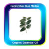 Eucalyptus Blue Gum Essential Oil