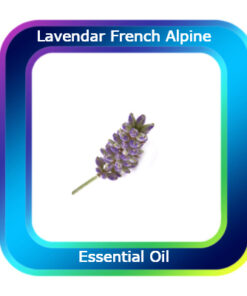 Lavender French Alpine Essential Oil