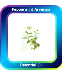 Peppermint Arvensis Essential Oil