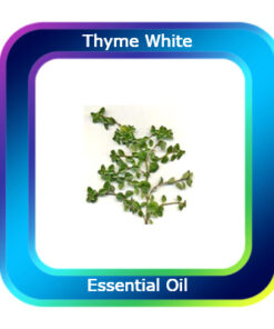 Thyme White Essential Oil
