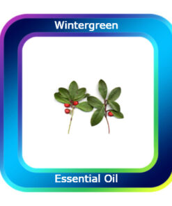 Wintergreen Essential Oil