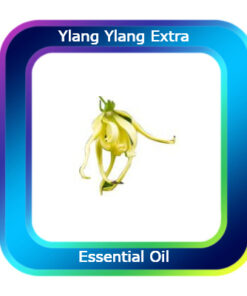 Ylang Ylang Extra Essential Oil