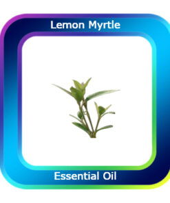 Lemon Myrtle Premium Essential Oil