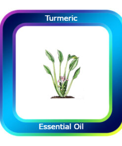 Turmeric Essential Oil