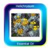 Helichrysum Essential Oil