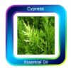 Cypress Mediterranean Essential Oil