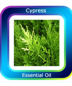 Cypress Mediterranean Essential Oil