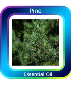 Pine Essential Oil