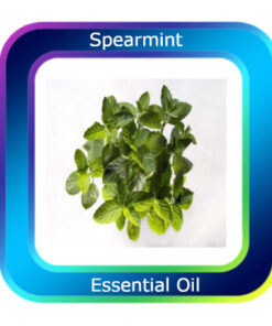 Spearmint Essential Oil